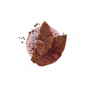 NEO Terracotta Tobacco for GLO 💨 ‣ Duty Free Price ‣ 7€👍